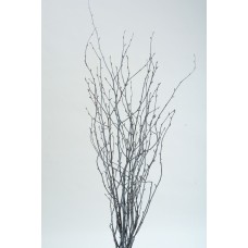 BIRCH BRANCHES 3'-4' Gray Wash- OUT OF STOCK